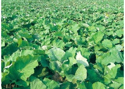 牛蒡生长期如何管理？