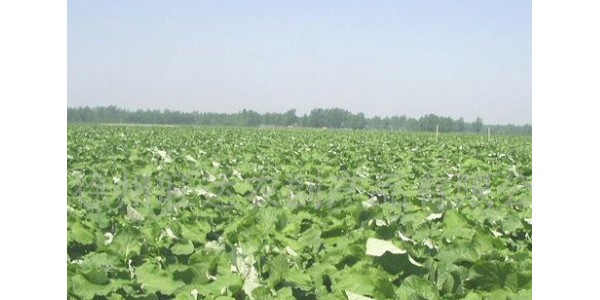 牛蒡怎样施肥？种牛蒡每亩需要施多少肥料？