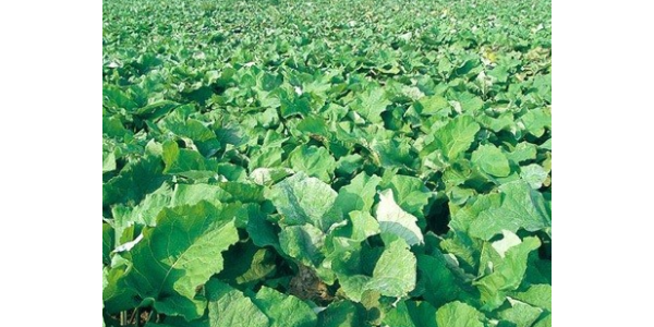 牛蒡生长期如何管理？