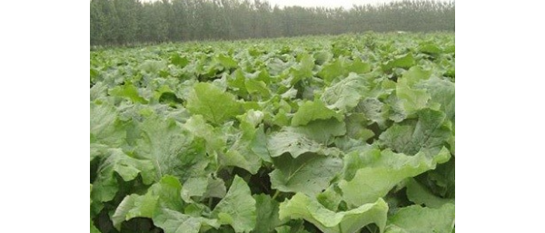 种植牛蒡如何施肥、浇水？