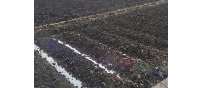 牛蒡怎么样种植？