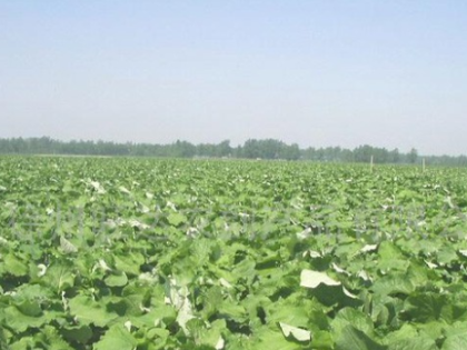 牛蒡怎样施肥？种牛蒡每亩需要施多少肥料？