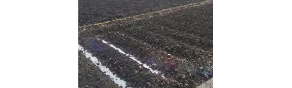 牛蒡怎么样种植？